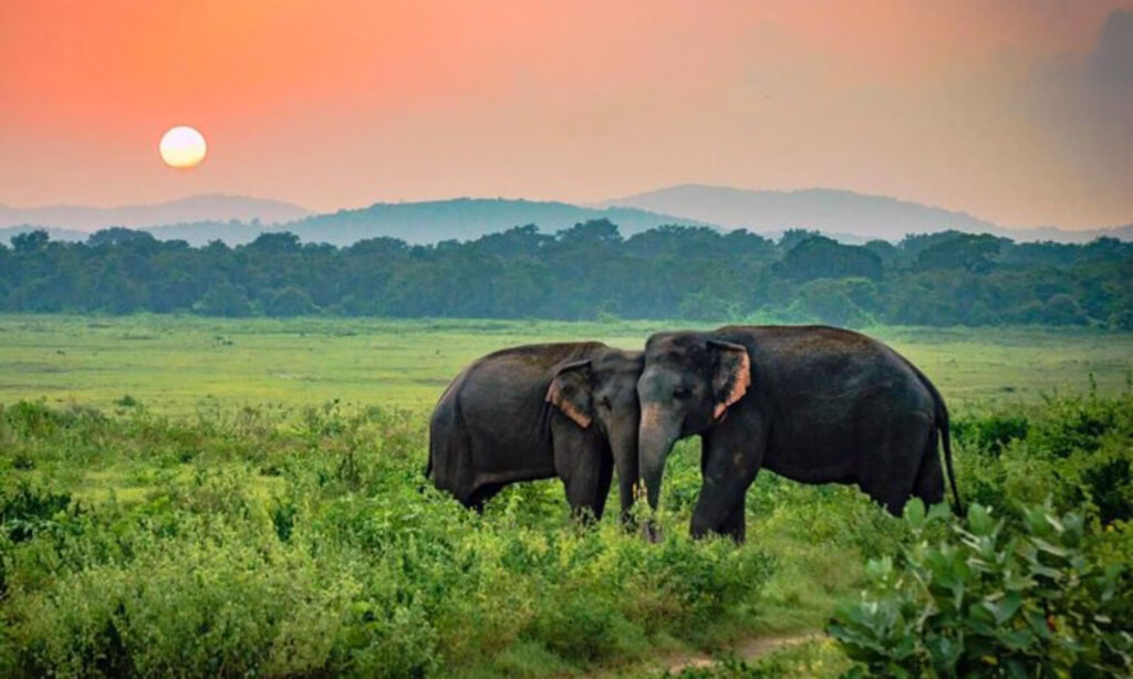 Sri Lanka Car Driver Hire