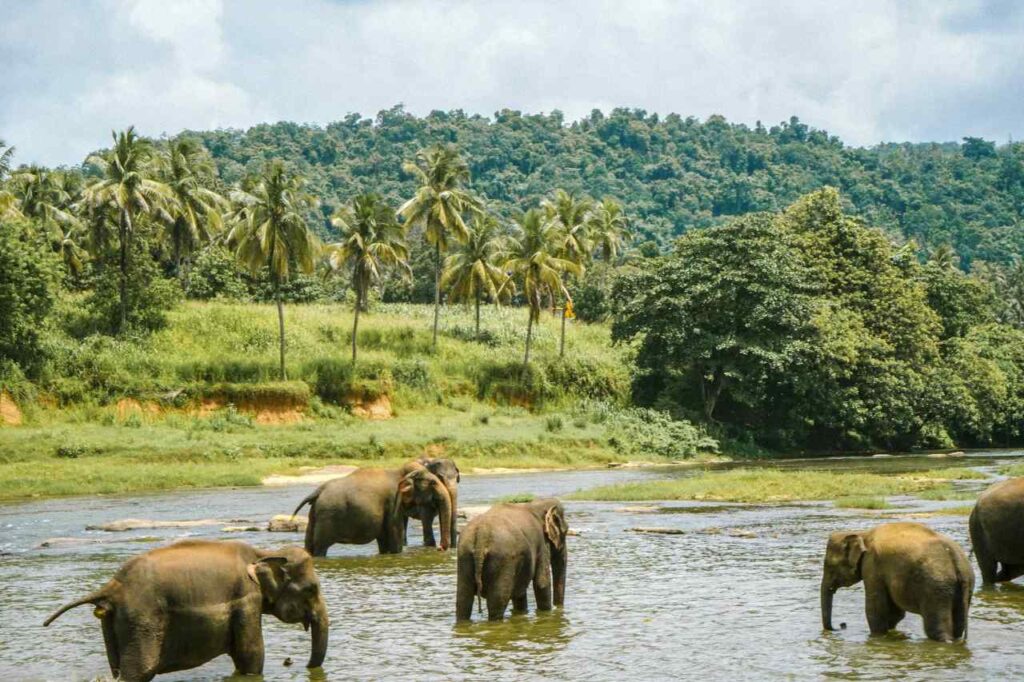 Sri Lanka Car Driver